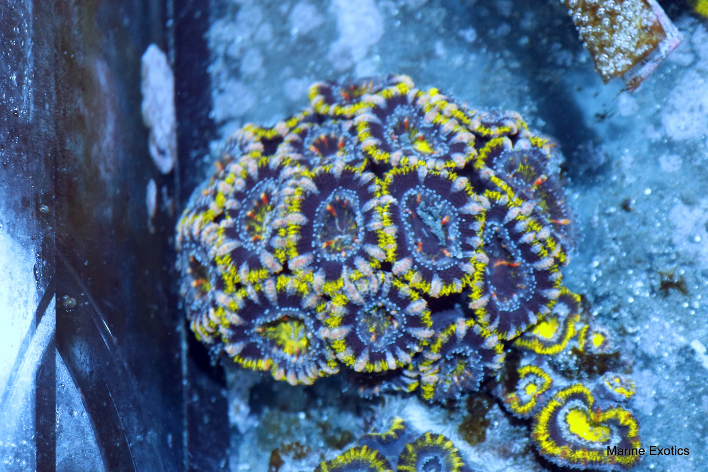 ACAN GREEN METALLIC PURPLE