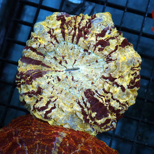 Acanthophyllia Metallic Gold With red stripes