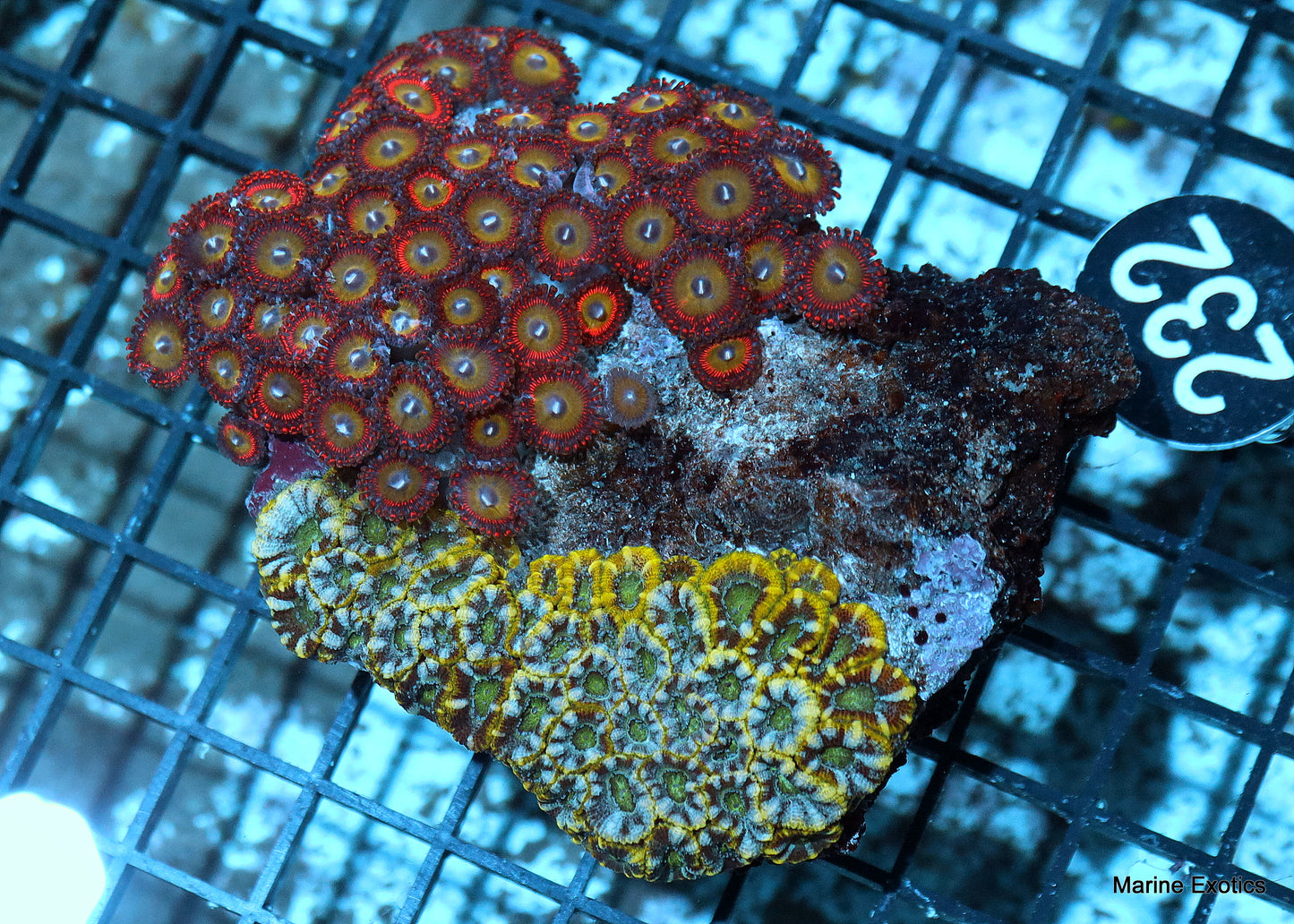 zaonthid candy apple red acan combo