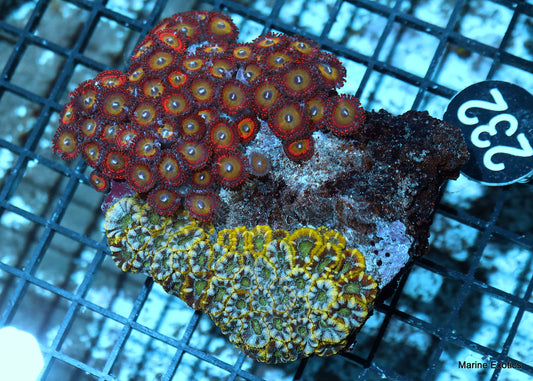 zaonthid candy apple red acan combo