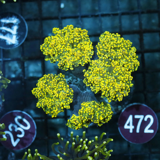 FROGSPAWN BRANCHING GOLD R472