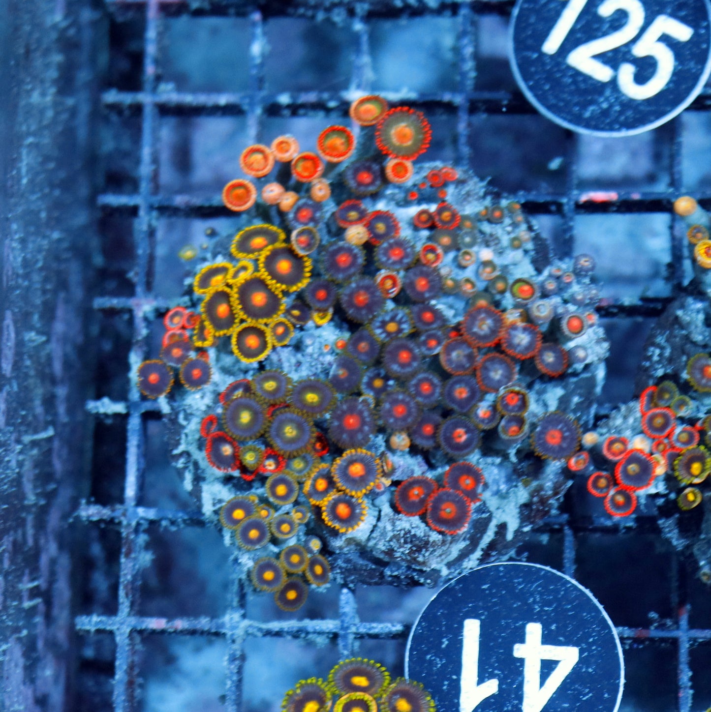 Zoanthid Combo Bk41