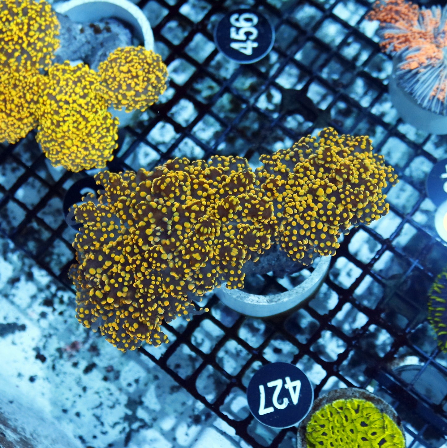 Frogspawn Branching Gold BK427