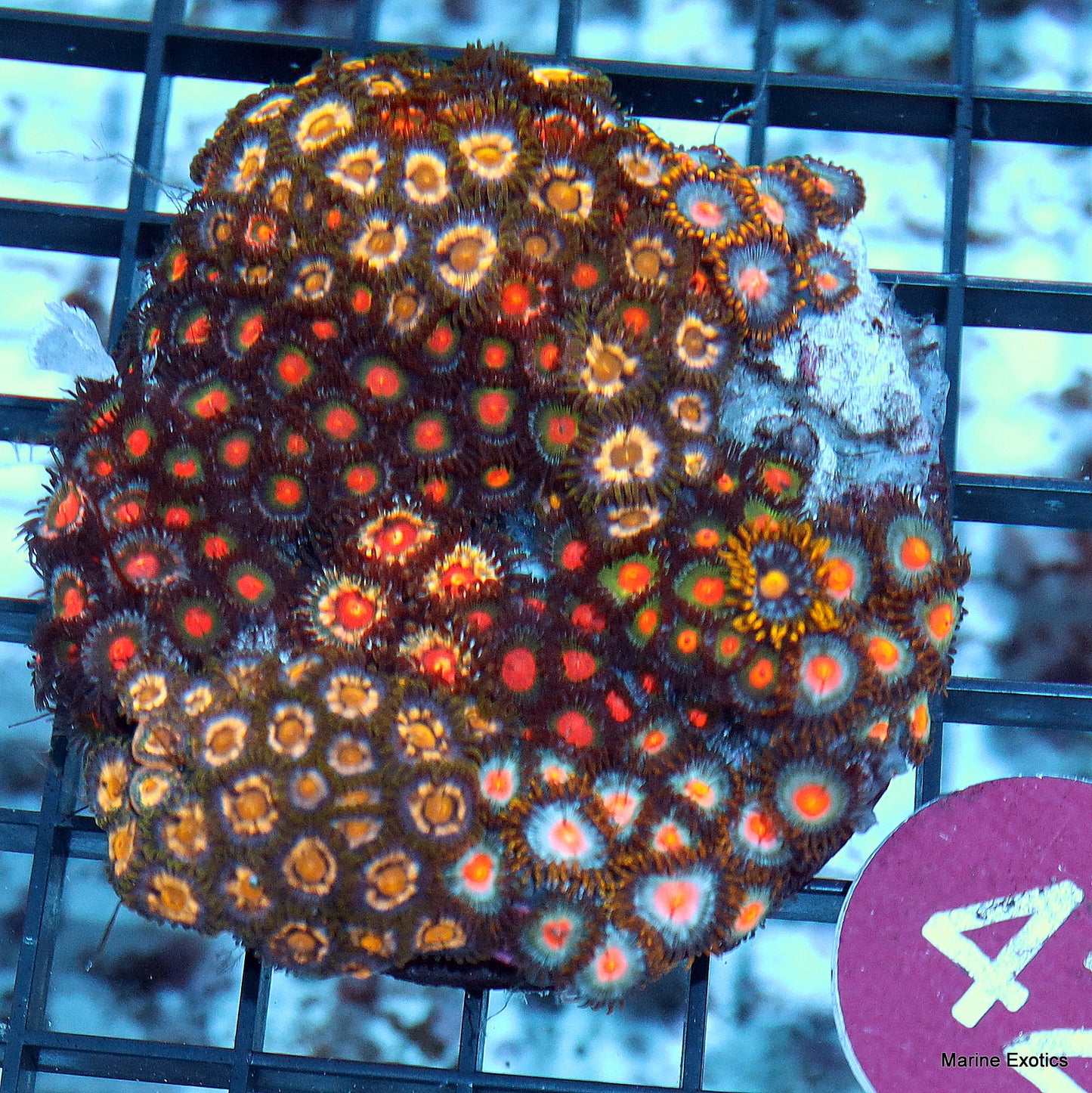 Zoanthid combo r42