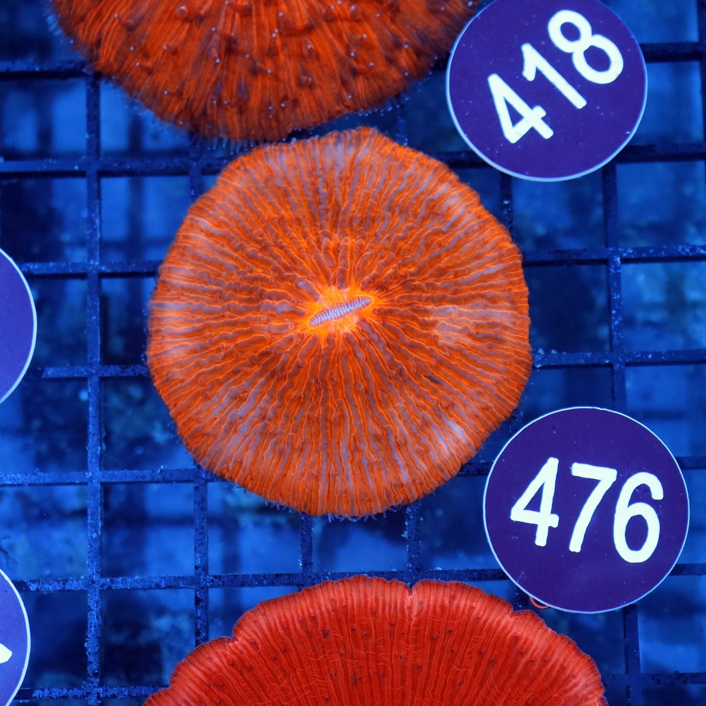 Plate metallic Orange R476
