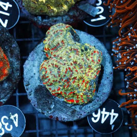 ACAN LORD INDO BK455