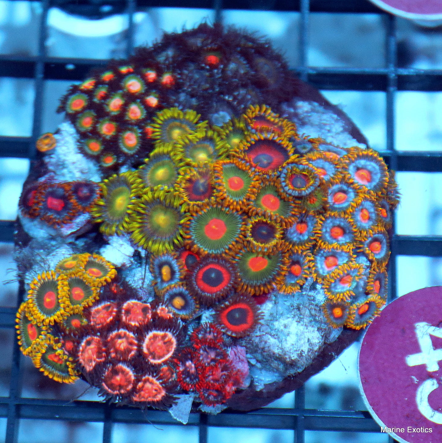 Zoanthid combo r45