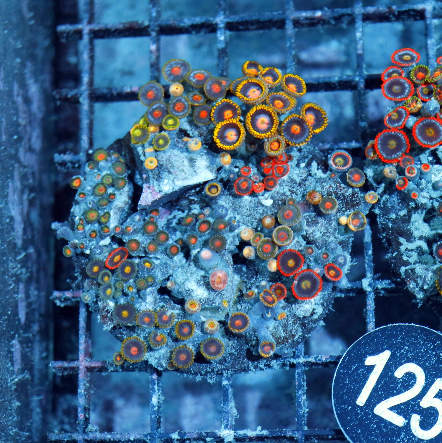 Zoanthid Combo Bk125