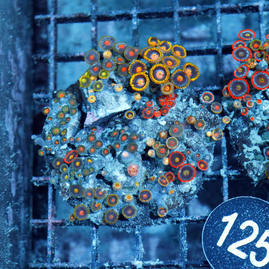 Zoanthid Combo Bk125