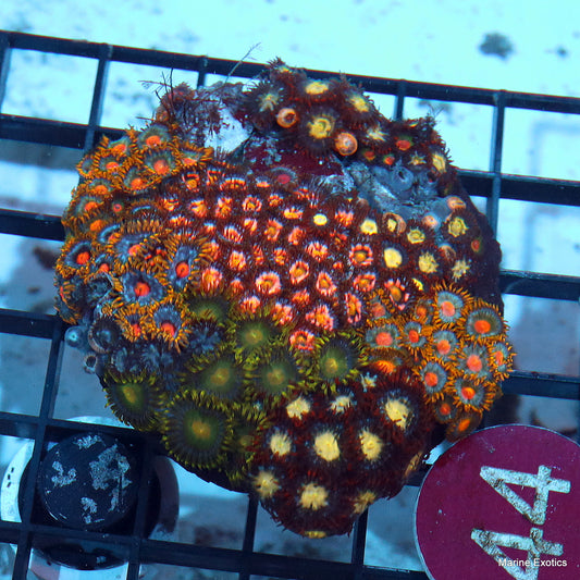 Zoanthid combo r44