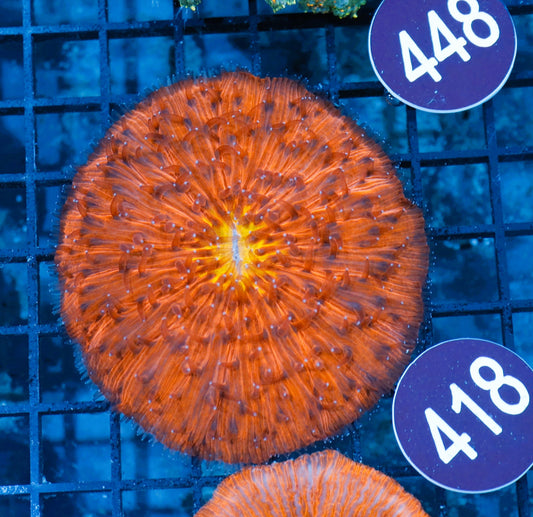 Plate metallic yellow mouth R418