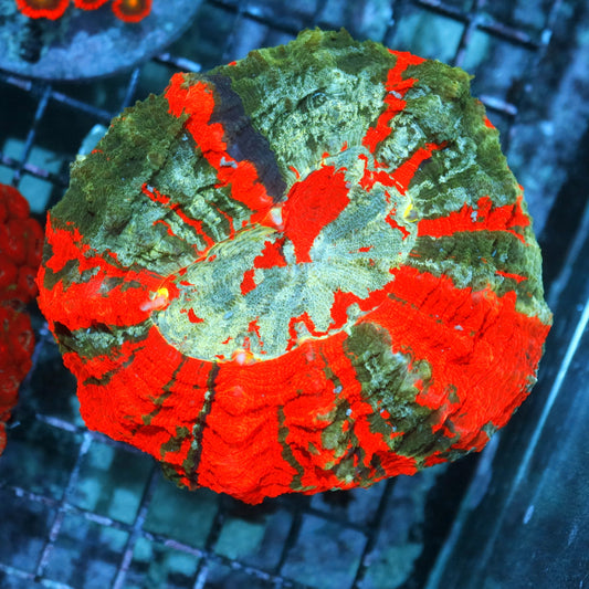 Acanthophyllia / scolymia vitiensis