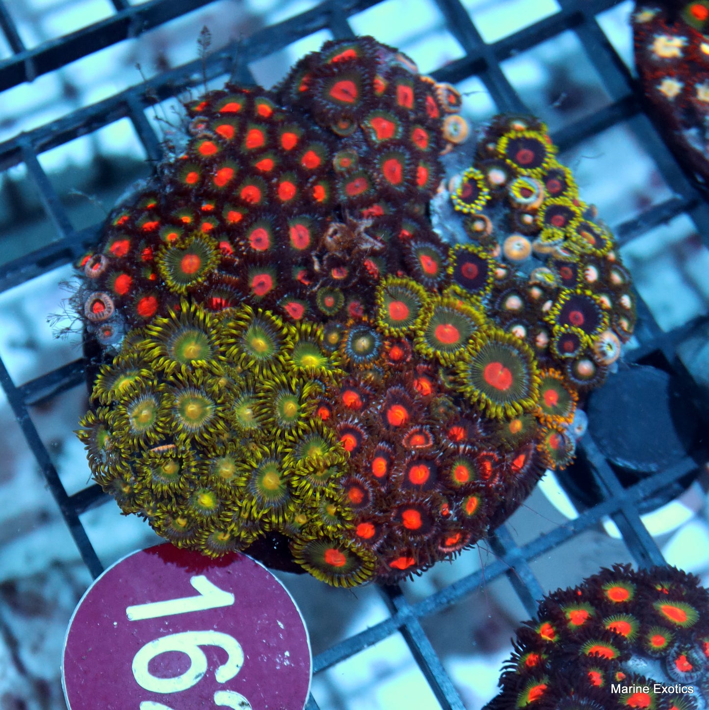 Zoanthid combo r162