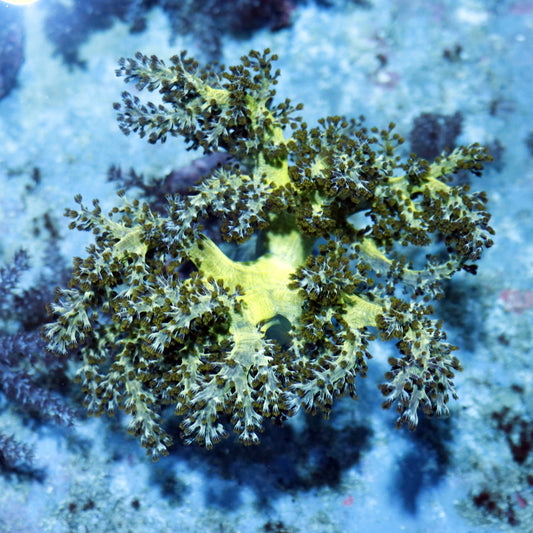 METALLIC GREEN SINULARIA