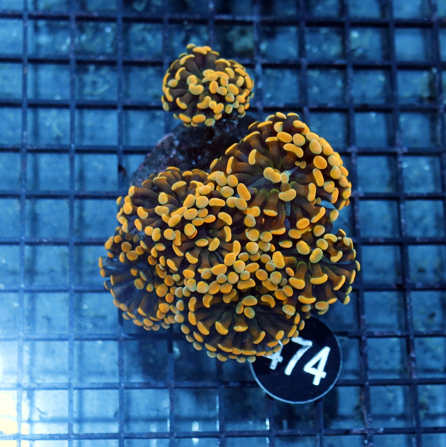 Hammer branching Gold BK474