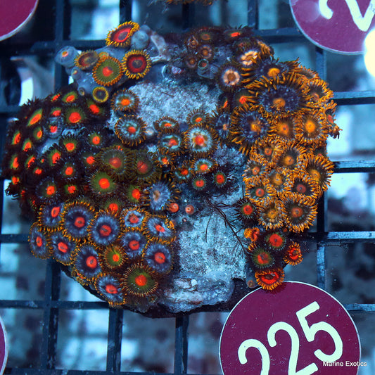 Zoanthid combo r225