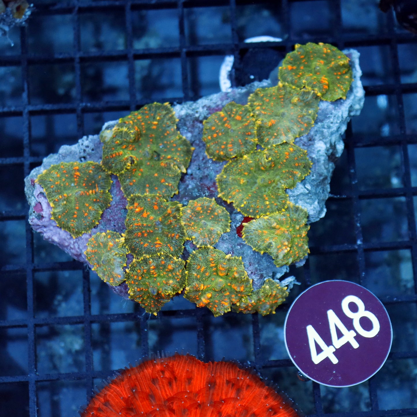 Mushroom Rhodactis Green orange metallic R448