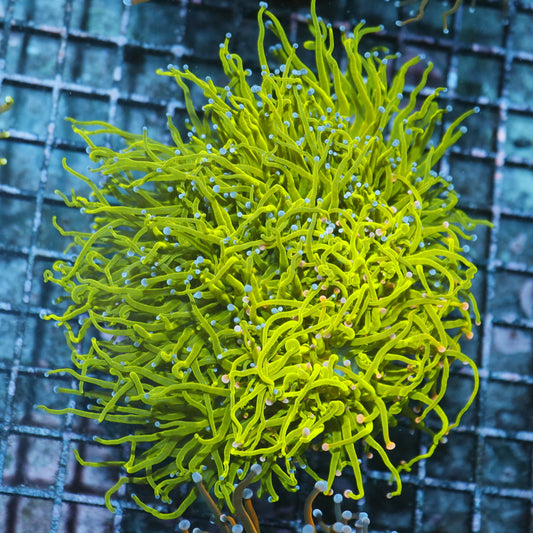 Torch metallic green Pink tips