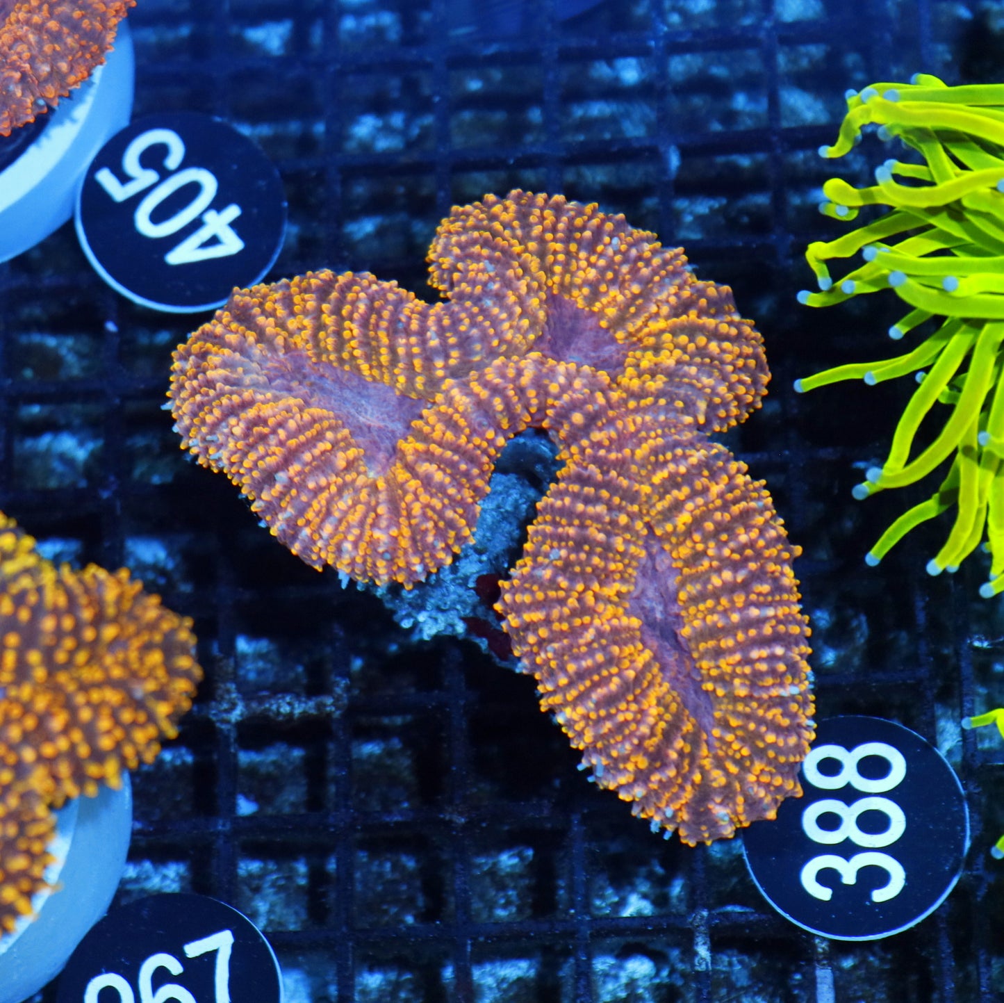 Lobophyllia orange Metallic BK388