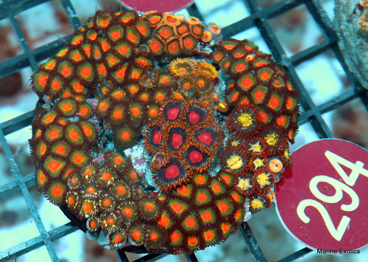 Zoanthid combo r294