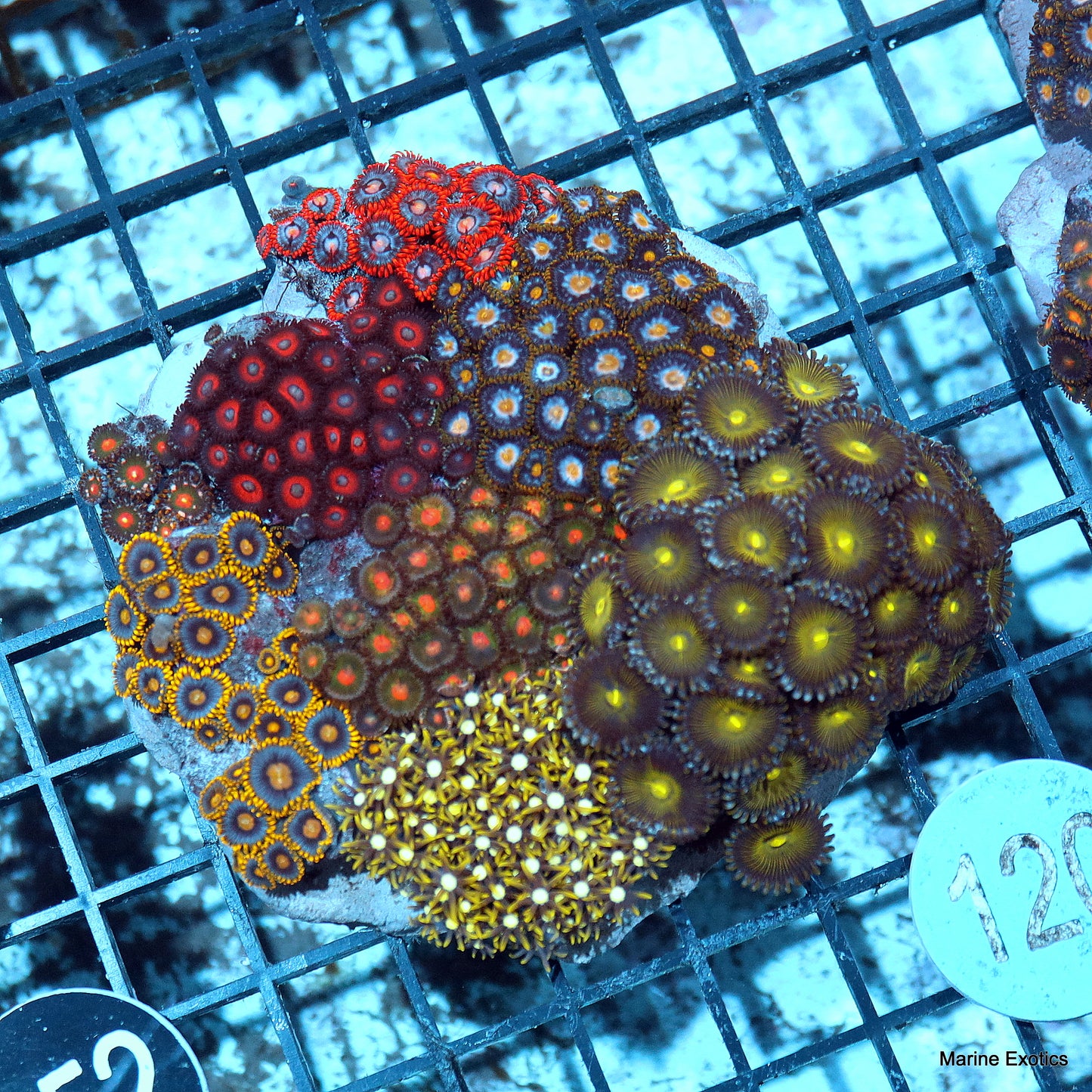 zoanthid combo B120