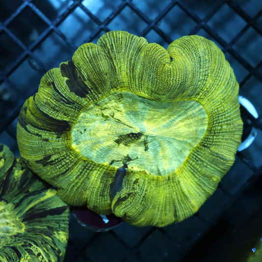 TRACHY BRAIN GREEN METALLIC