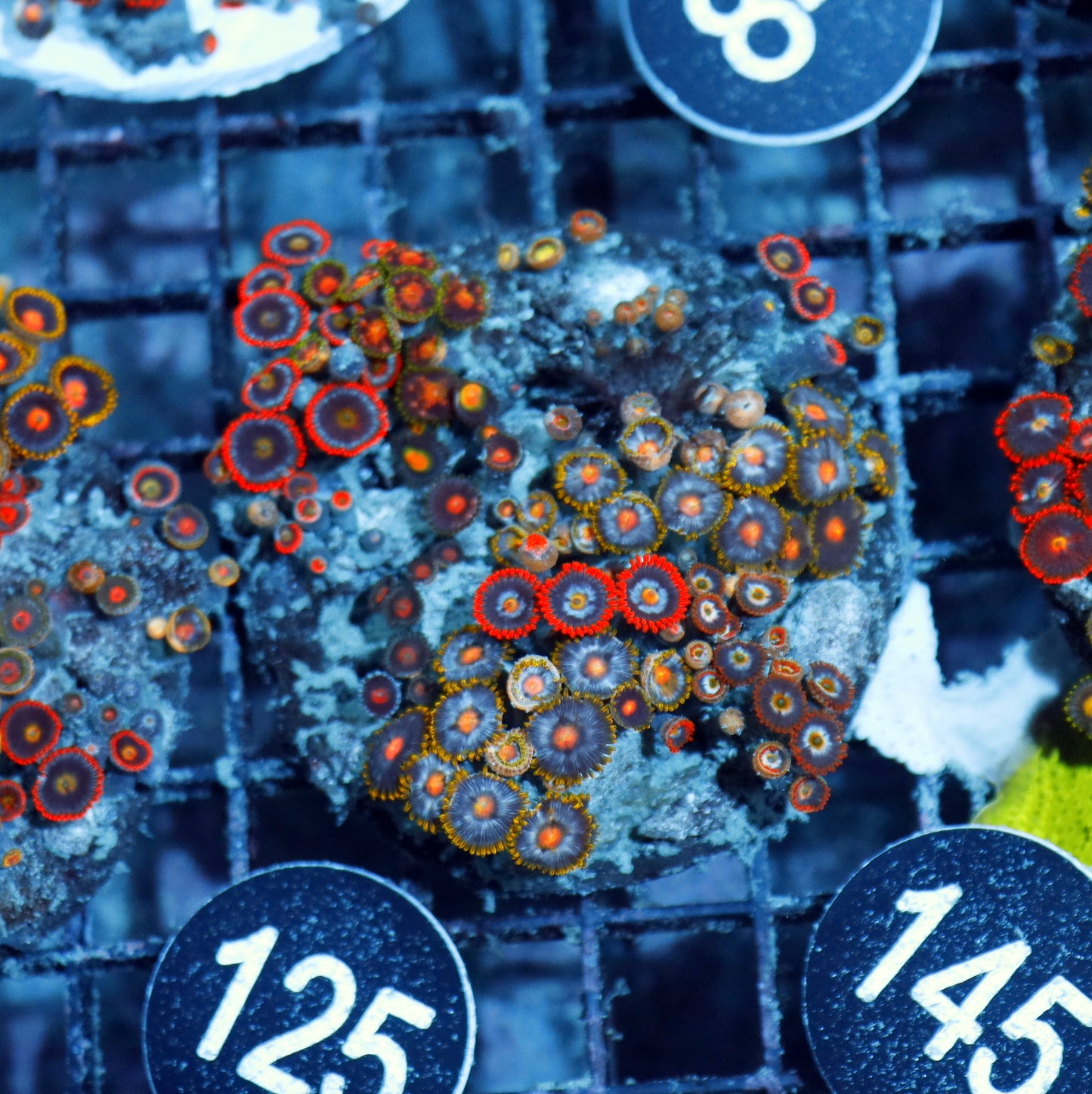 Zoanthid Combo Bk145