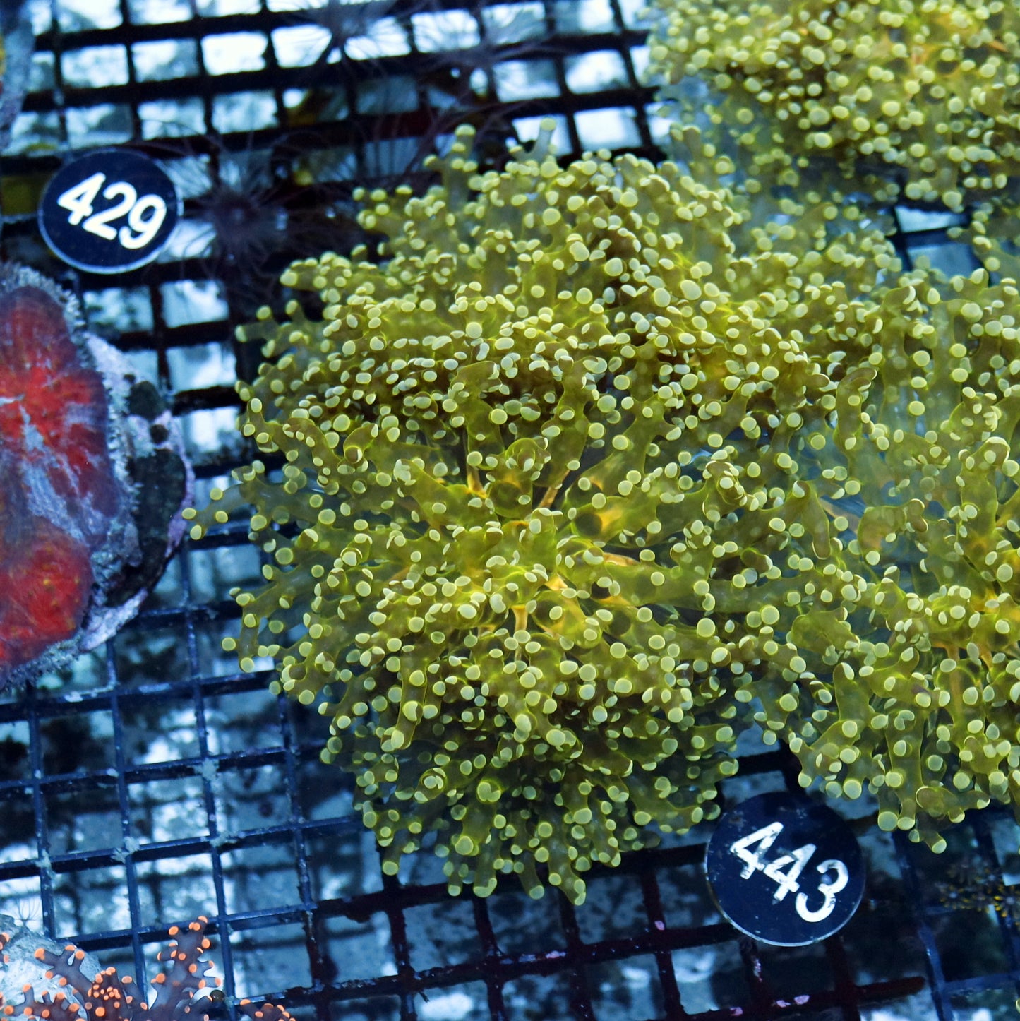 Frogspawn Branching metallic BK443