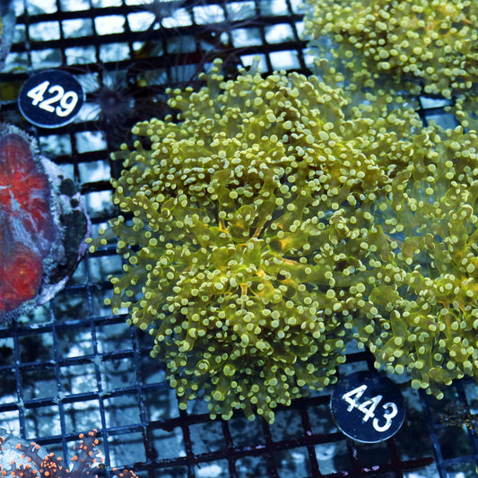 Frogspawn Branching metallic BK443