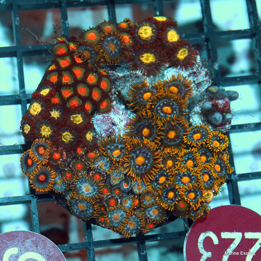 Zoanthid combo r223