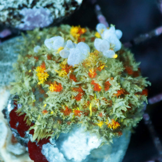 Bounce Mushroom Rhodactis