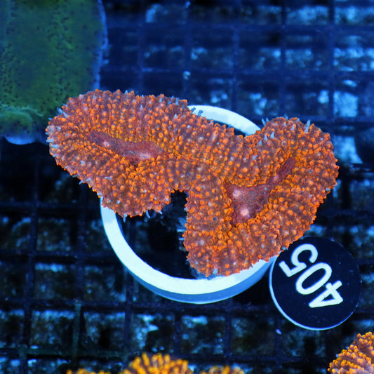 Lobophyllia orange Metallic BK405