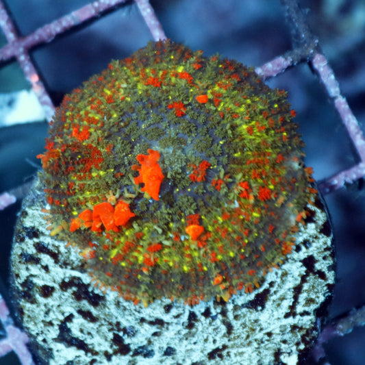Bounce Mushroom Rhodactis