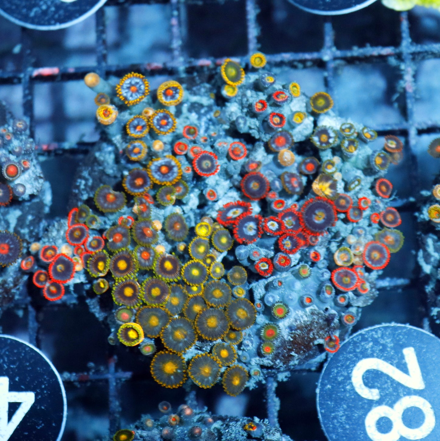 Zoanthid Combo Bk82