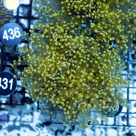 Frogspawn Branching metallic BK45