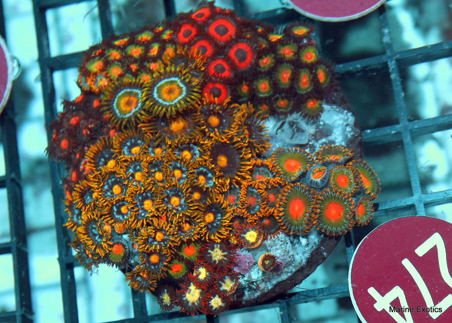 Zoanthid combo r274