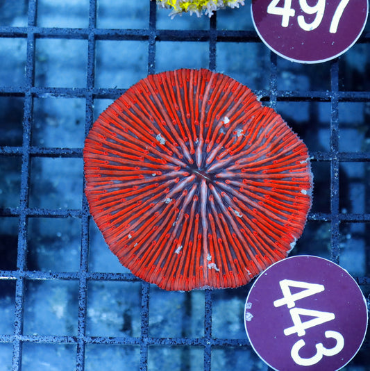 Plate special Red B443