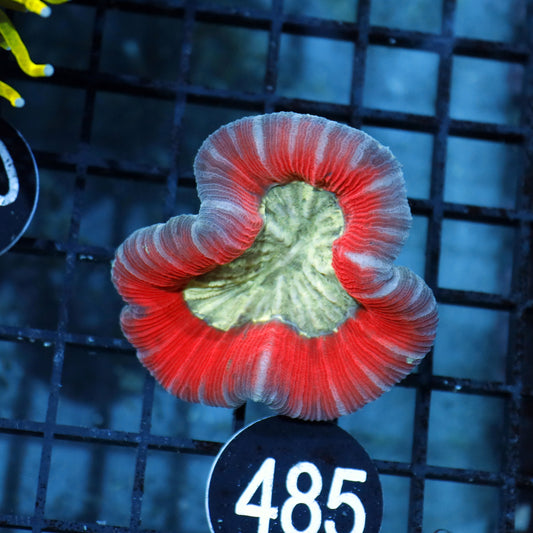 TRACHY BRAIN RED METALLIC BK485