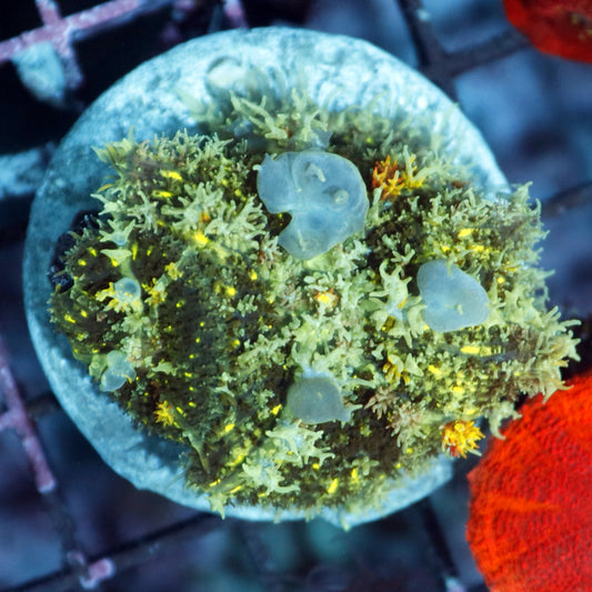 Bounce Mushroom Rhodactis