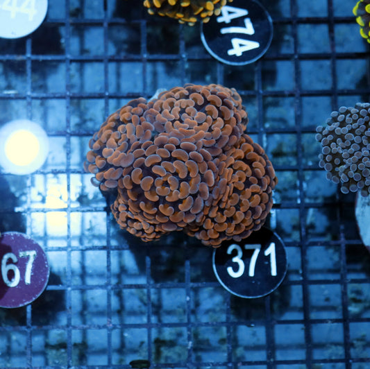Hammer Copper Branching BK371