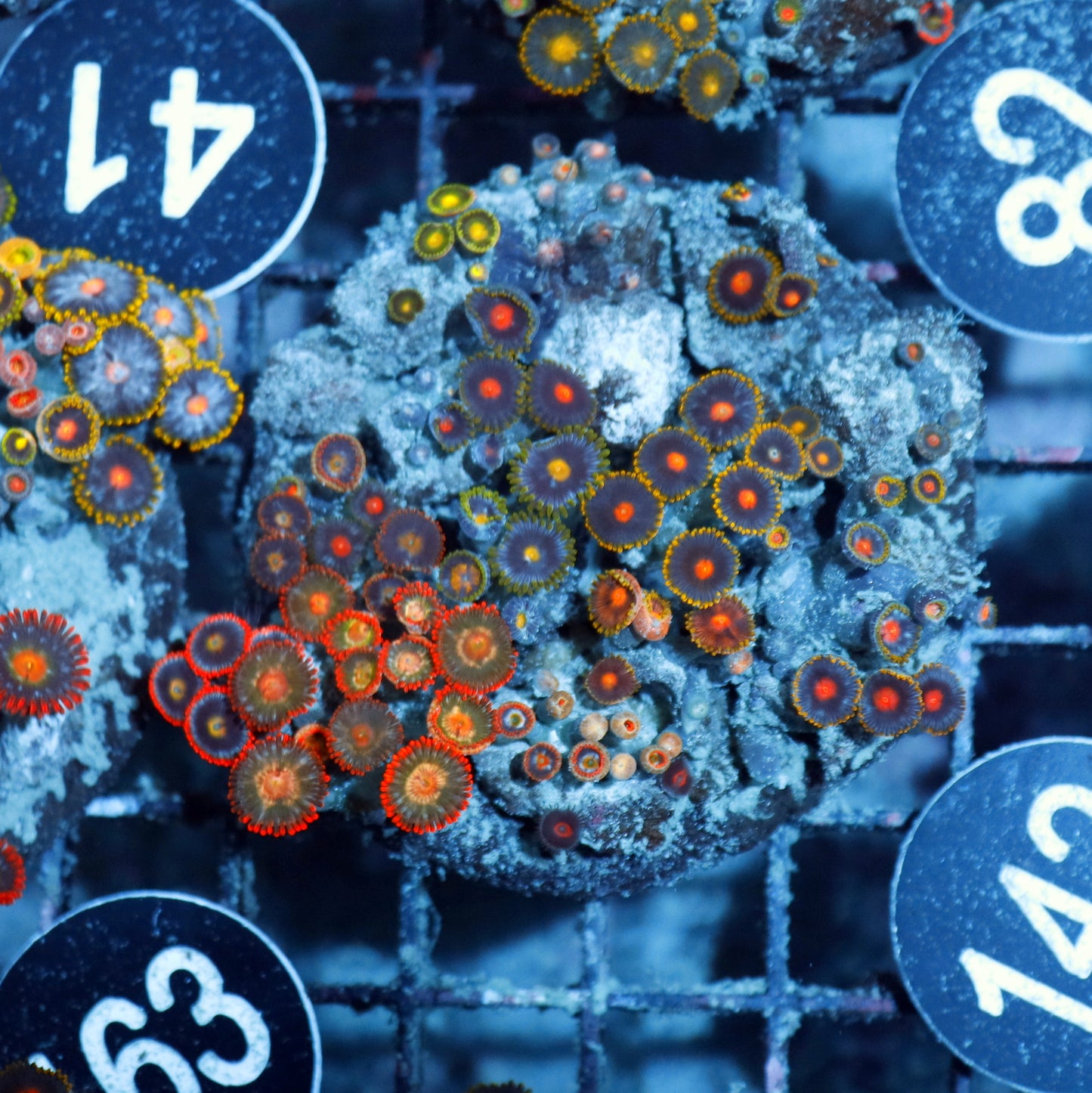 Zoanthid Combo Bk142