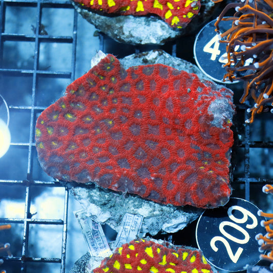 FAVIA RED/METALLIC BK209