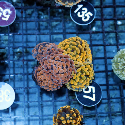 Hammer Gold\copper combo Branching BK57