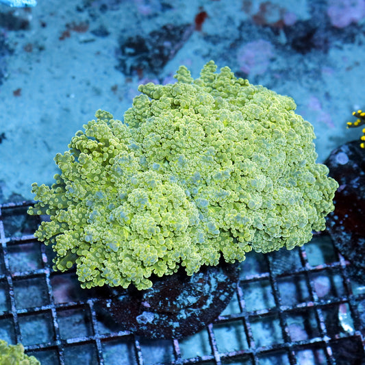 Frogspawn  Octospawn