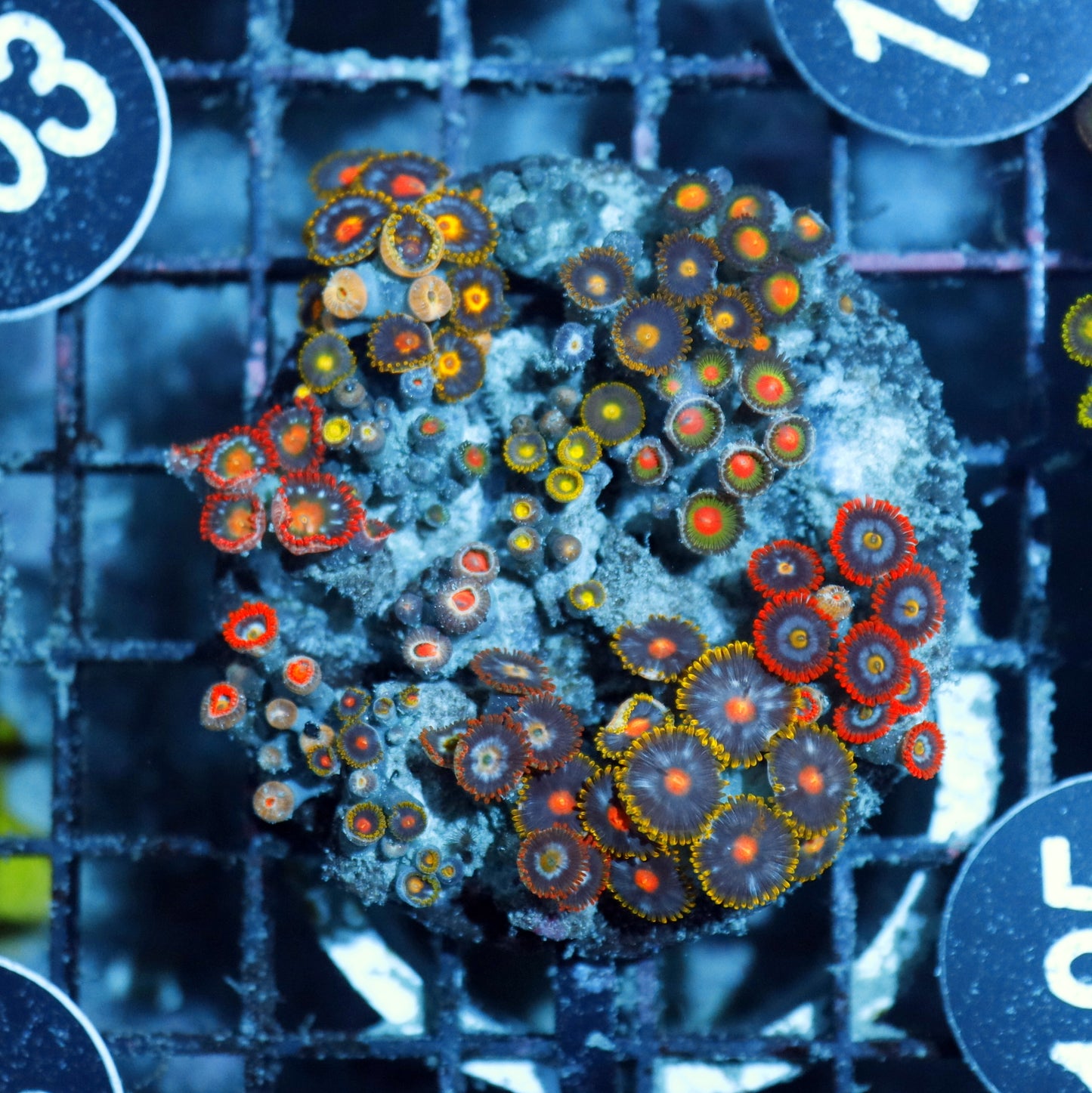 Zoanthid Combo Bk185