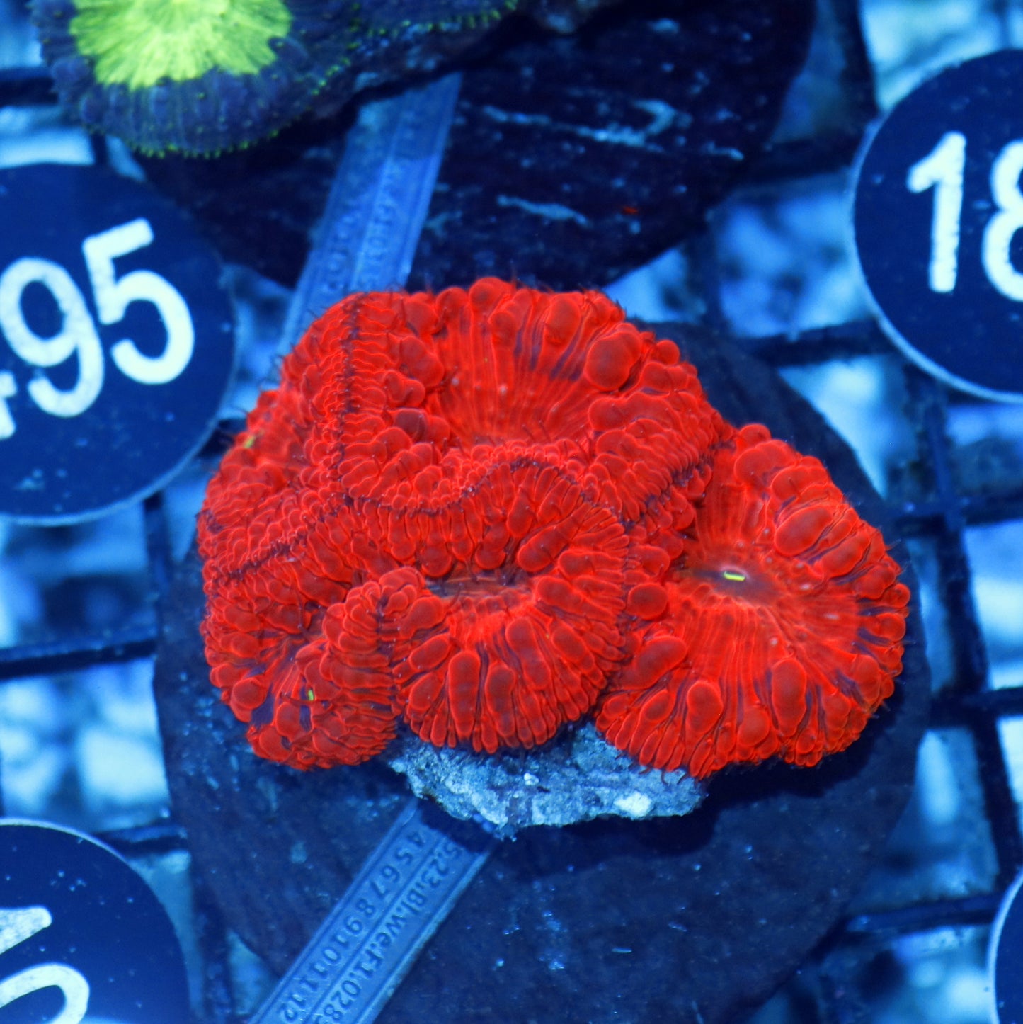 Blastomussa red metallic BK410