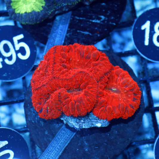 Blastomussa red metallic BK410