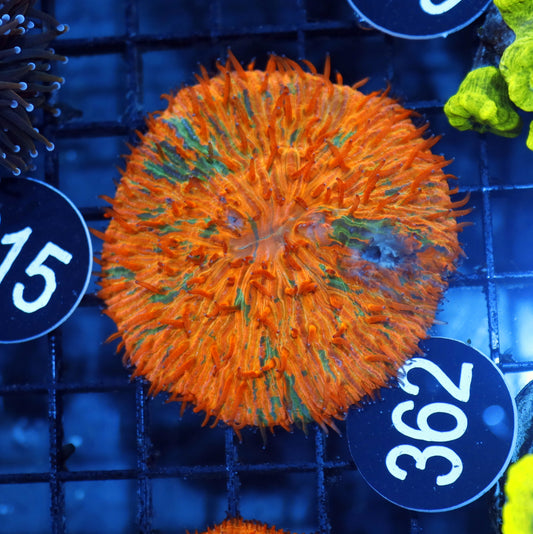 Plate Orange metallic BK362