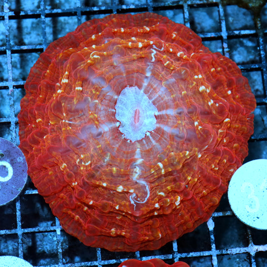 Cynarina/indophyllia ultra red metallic