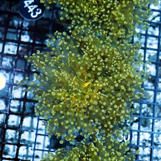 Frogspawn Branching metallic BK430